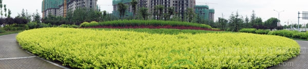 电竞比赛押注app