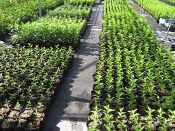 电竞比赛押注app