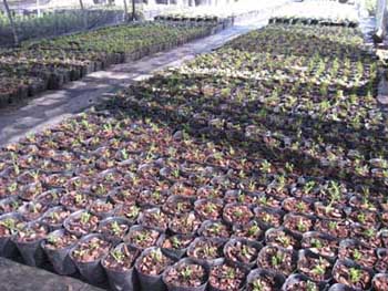 电竞比赛押注app