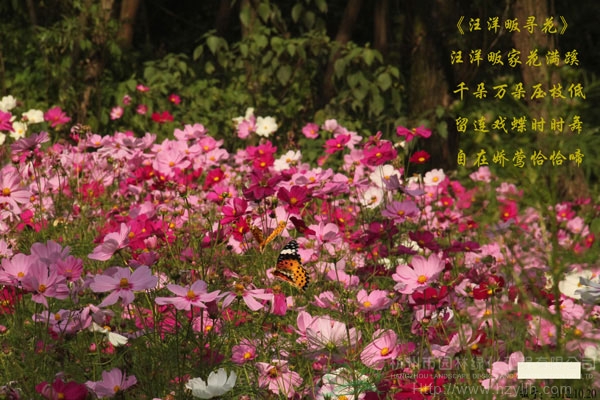 电竞比赛押注app