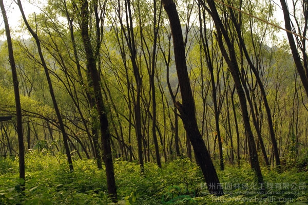 电竞比赛押注app