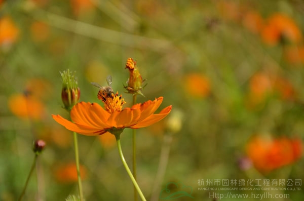 电竞比赛押注app