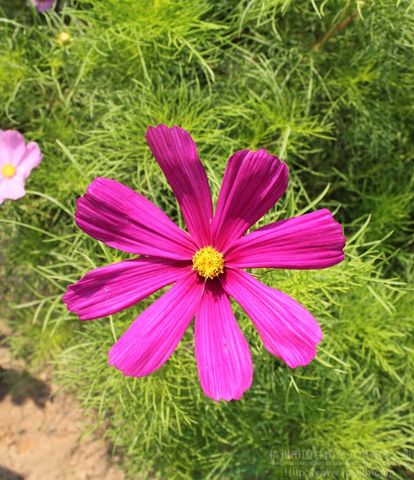 电竞比赛押注app