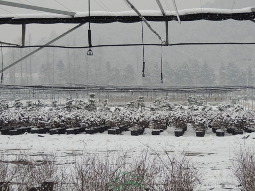 电竞比赛押注app