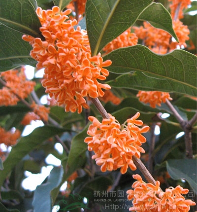 电竞比赛押注app