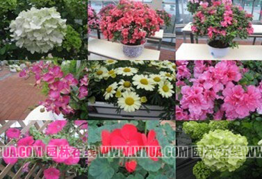 电竞比赛押注app