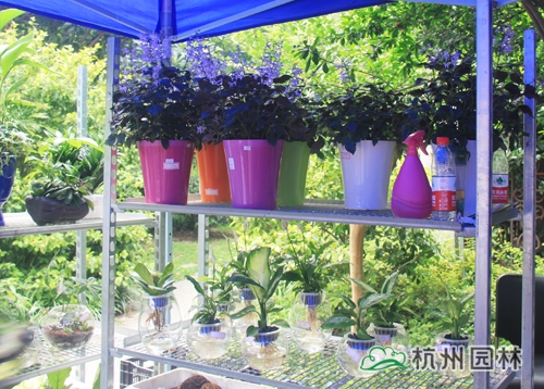 电竞比赛押注app