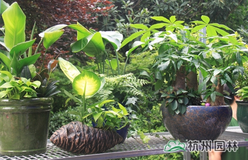 电竞比赛押注app