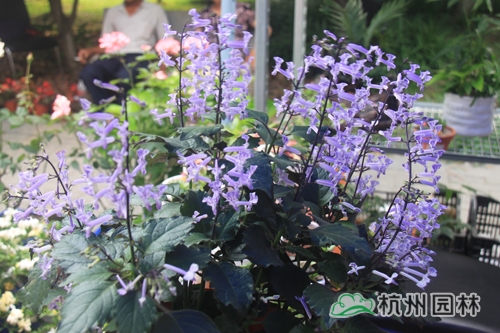 电竞比赛押注app