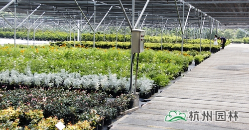 电竞比赛押注app