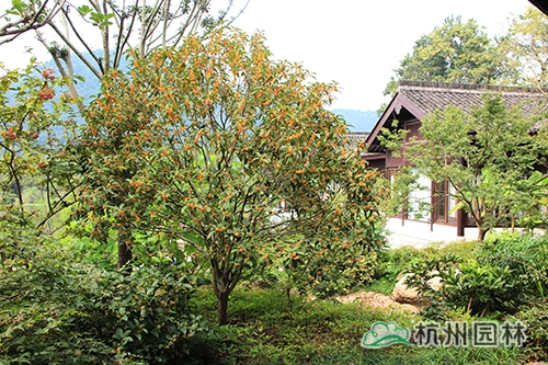 电竞比赛押注app