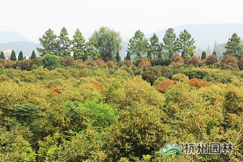 电竞比赛押注app