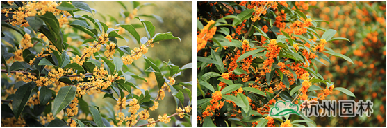 电竞比赛押注app