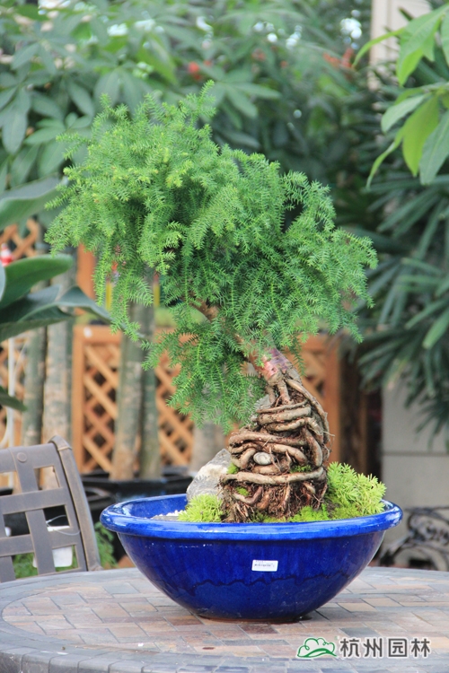 电竞比赛押注app