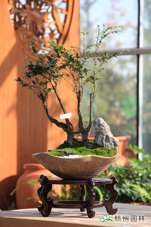 电竞比赛押注app