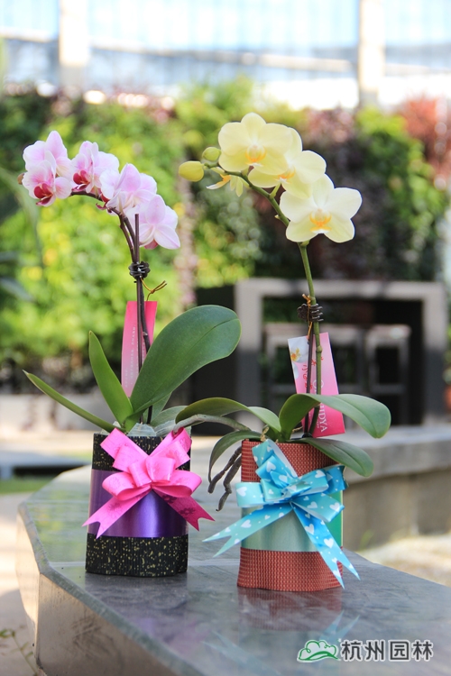 电竞比赛押注app