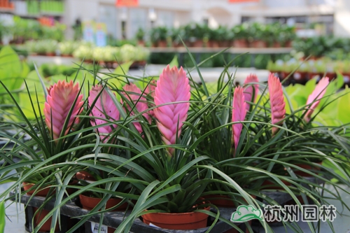 电竞比赛押注app