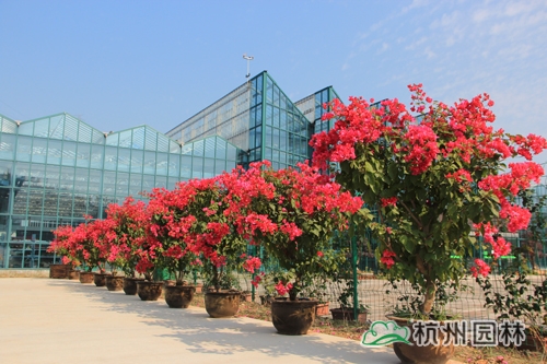 电竞比赛押注app