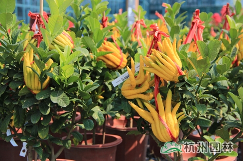 电竞比赛押注app