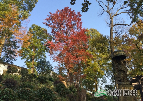 电竞比赛押注app