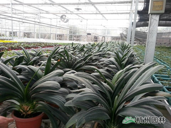 电竞比赛押注app