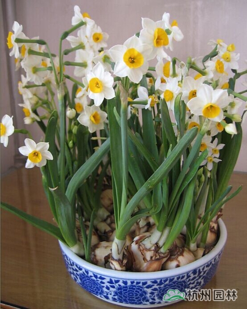 电竞比赛押注app