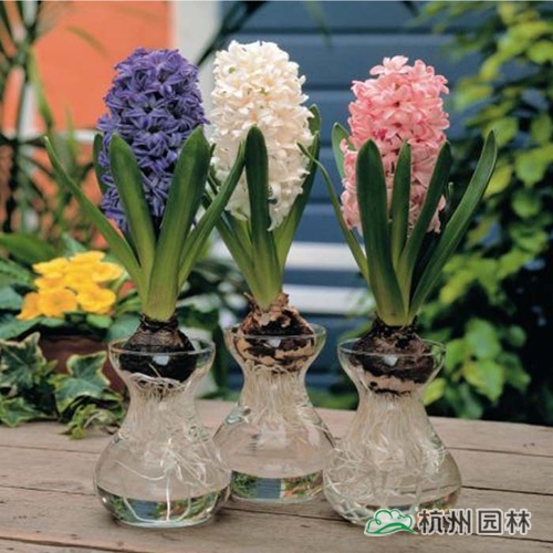 电竞比赛押注app