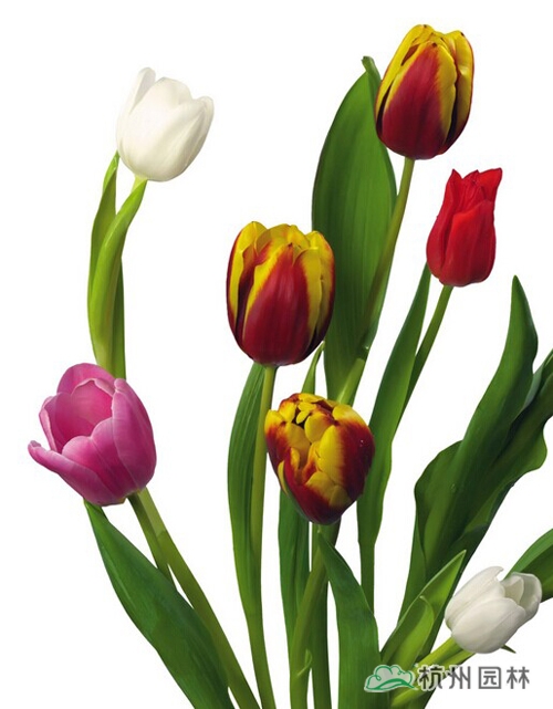 电竞比赛押注app