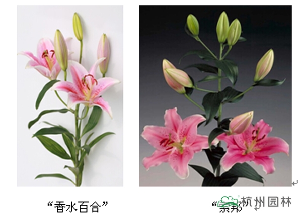 电竞比赛押注app