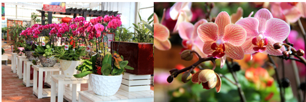 电竞比赛押注app