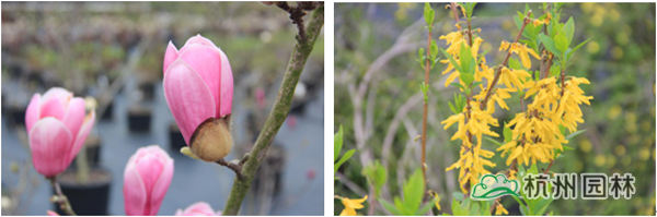 电竞比赛押注app