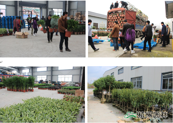 电竞比赛押注app