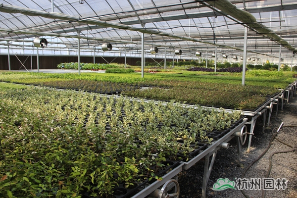 电竞比赛押注app