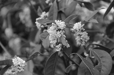 电竞比赛押注app