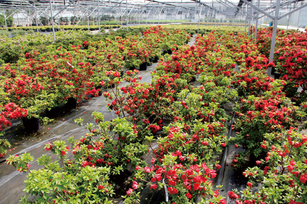 电竞比赛押注app