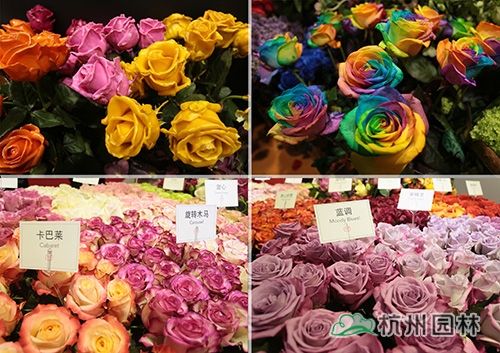 电竞比赛押注app