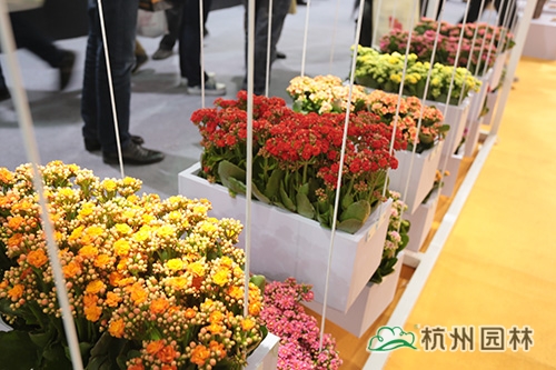 电竞比赛押注app