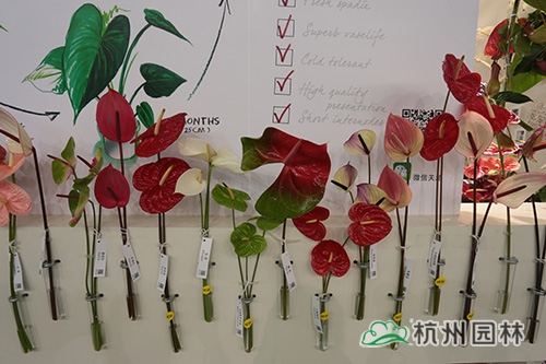 电竞比赛押注app