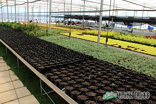 电竞比赛押注app