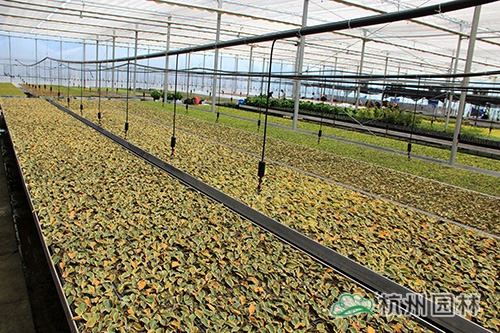 电竞比赛押注app