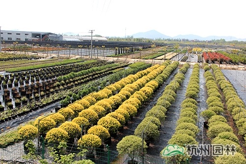 电竞比赛押注app