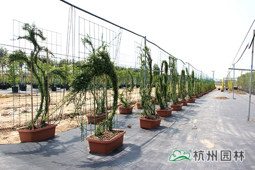 电竞比赛押注app