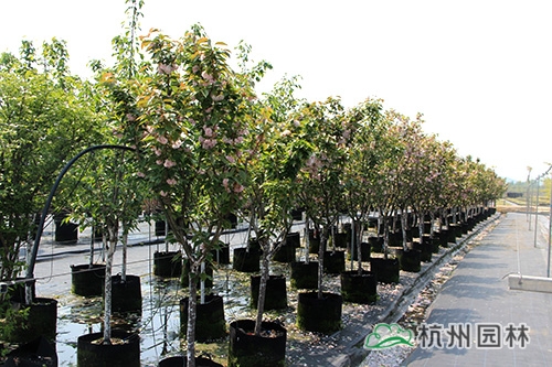 电竞比赛押注app