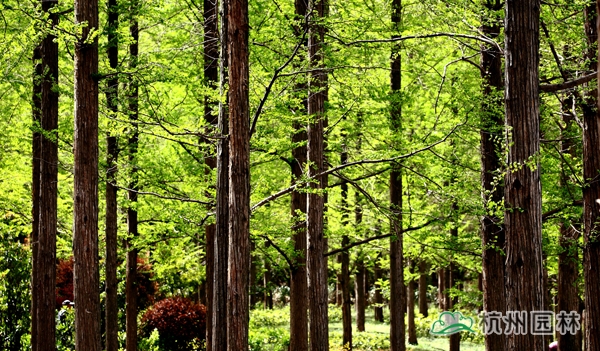 电竞比赛押注app