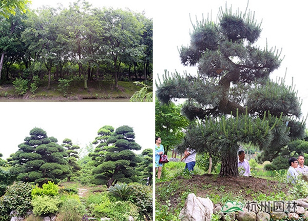 电竞比赛押注app