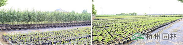 电竞比赛押注app