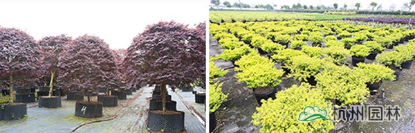 电竞比赛押注app