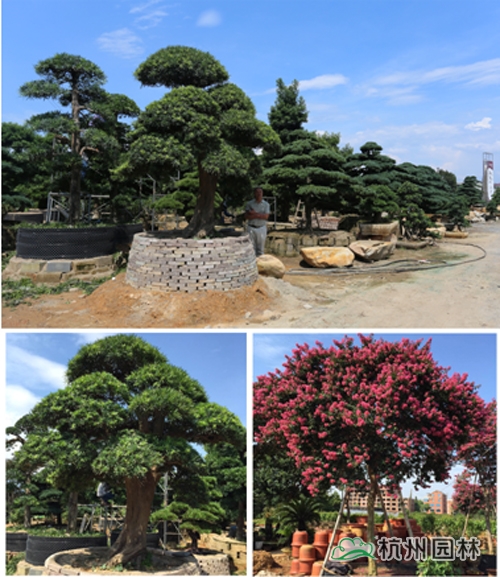 电竞比赛押注app