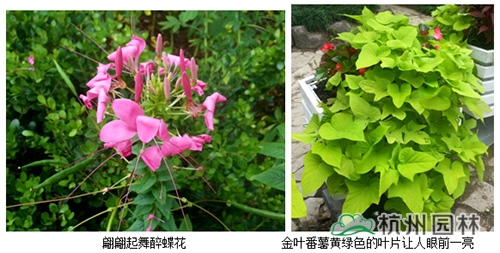 电竞比赛押注app