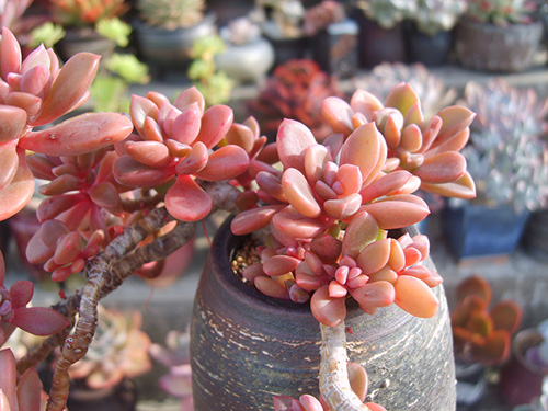 电竞比赛押注app